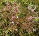 Limonium carolinianum
