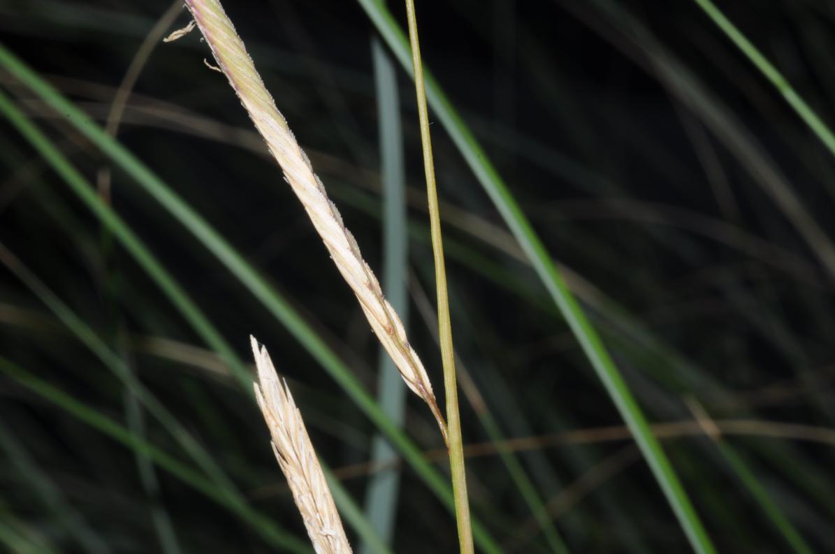Poaceae Image Gallery