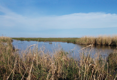 Low Marsh, Sea Rim State Park, Texas