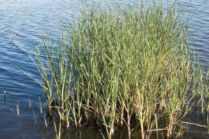 image of Spartina_alterniflora