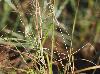 Aristida purpurascens