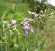 Desmodium canescens