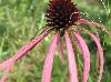 Echinacea pallida