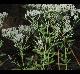 Eupatorium lancifolium