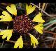 Gaillardia aestivalis