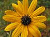 Helianthus angustifolius