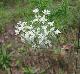 Pycnanthemum tenuifolium