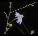 Symphyotrichum patens