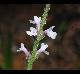 Verbena carnea