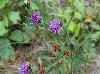 Vernonia texana