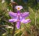 Calopogon tuberosus