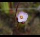 Drosera brevifolia