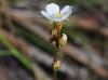 Drosera capillaris