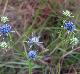 Eryngium integrifolium