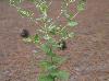 Eupatorium rotundifolium