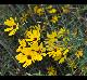 Helianthus angustifolius