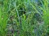 Juncus acuminatus