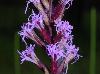 Liatris acidota