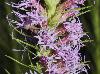 Liatris pycnostachya