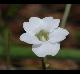 Pinguicula pumila