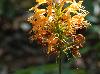 Platanthera ciliaris