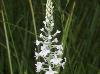 Platanthera nivea