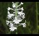 Platanthera nivea