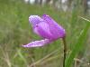 Pogonia ophioglossoides