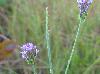 Polygala incarnata