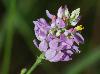 Polygala mariana