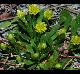 Polygala nana