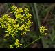 Polygala ramosa