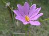 Sabatia gentianoides