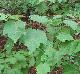 Acer rubrum