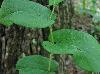 Aristolochia reticulata