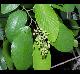 Berchemia scandens