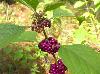 Callicarpa americana