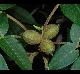 Carya tomentosa