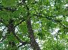 Carya tomentosa
