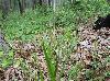 Chasmanthium sessiliflorum