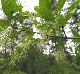 Chionanthus virginicus