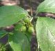 Cornus florida