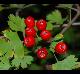 Crataegus marshallii