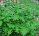 Crataegus marshallii