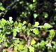 Crataegus spathulata