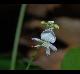 Desmodium pauciflorum