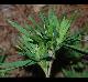 Dichanthelium acuminatum