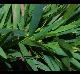 Dichanthelium sp