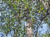 Diospyros virginiana