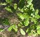 Forestiera ligustrina